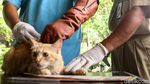 Anjing-Kucing di Jakarta Barat Divaksin untuk Cegah Rabies