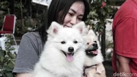 Dua anjing lucu ini menunggu antrean untuk divaksin.
