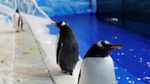 Aksi Lucu Penguin Sambut Pengunjung di Festival Es Harbin