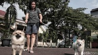 Ada belasan anjing yang disuntik vaksin.