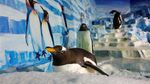 Aksi Lucu Penguin Sambut Pengunjung di Festival Es Harbin
