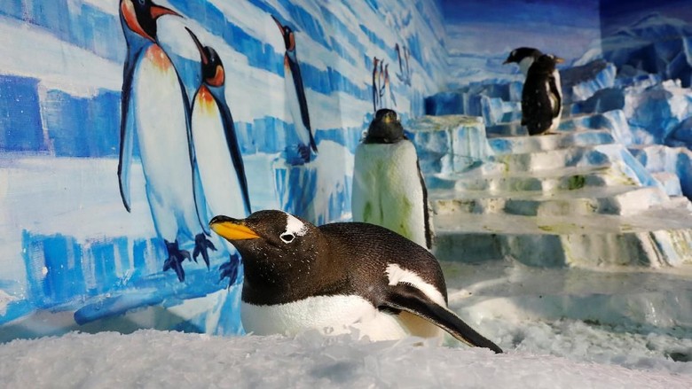 Penguin Aksi sekelompok penguin di Festival Es Harbin, China, menarik perhatian pengunjung. Seperti apa tingkah lucu nan menggemaskan para penguin itu?