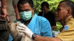 Anjing-Kucing di Jakarta Barat Divaksin untuk Cegah Rabies