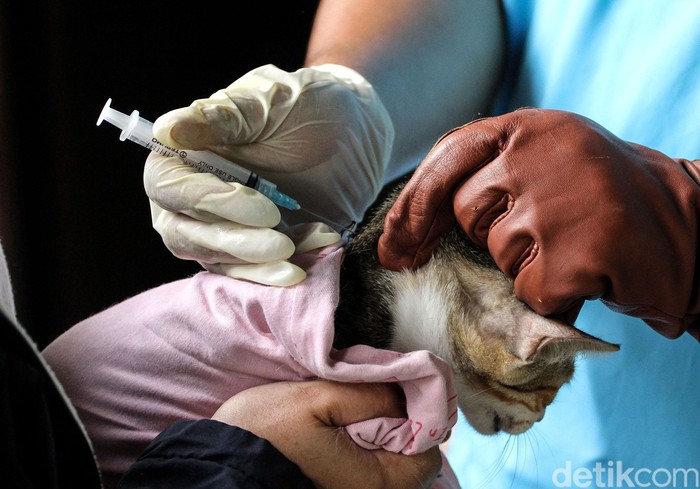 Anjing-Kucing di Jakarta Barat Divaksin untuk Cegah Rabies