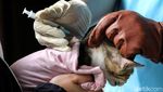 Anjing-Kucing di Jakarta Barat Divaksin untuk Cegah Rabies