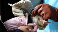 Anies sebelumnya melalui akun Twitter resminya meminta Dinas KPKP menunda razia kucing dan anjing liar. Selian itu, Anies meminta Dinas KPKP berdialog dengan komunitas pecinta binatang terkait sosialisasi tersebut.