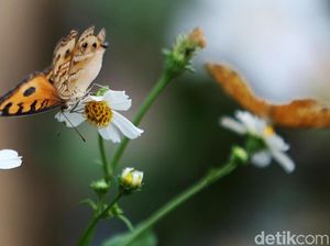 Apa Benar Kupu-kupu Buta? Begini Penjelasannya