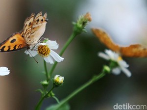 Apa Benar Kupu-kupu Buta? Begini Penjelasannya