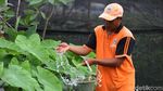 Lucu! Makhluk Cantik Penghuni Taman Kupu-kupu Kalimalang