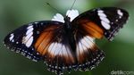 Lucu! Makhluk Cantik Penghuni Taman Kupu-kupu Kalimalang