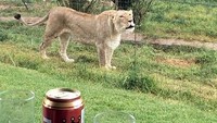 Traveler bisa sarapan sambil ditemani singa di alam liar. Suatu pemandangan eksotis yang tidak bisa traveler dapatkan di kota besar. (dok. GG Conservation)