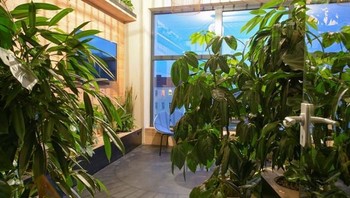 Ada pula tetumbuhan untuk menyejukkan suasana. Foto: Office Lovin