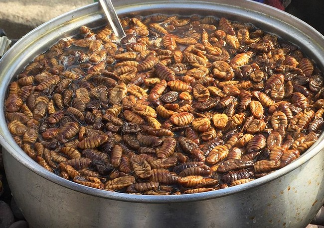 7 Hewan Teraneh yang Jadi Makanan Manusia di Berbagai Negara