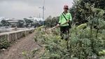 Asyik, Hutan Kota Waduk Cincin Akan Dipercantik