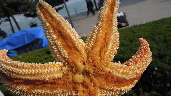 7 Hewan Teraneh Yang Jadi Makanan Manusia Di Berbagai Negara