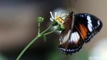 Lucu! Makhluk Cantik Penghuni Taman Kupu-kupu Kalimalang