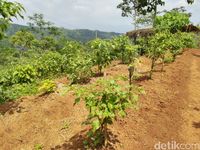 Aneka tumbuhan untuk agroponik (Dadang/detikTravel)