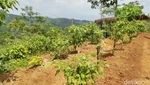 Foto: Pesona Keindahan Agrowisata Alam Murbey di Ciamis