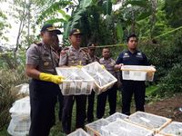 Tangkap 2 Pemburu Hewan Langka, Polisi Selamatkan 79 Kukang Jawa