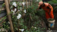 Taman Kupu-kupu ini memanfaatkan Ruang Terbuka Hijau (RTH) yang tidak terpakai.