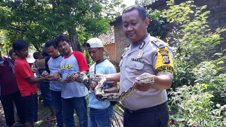 Cegah Serangan Ular, Pemkab Gunungkidul Imbau Warga Jaga Kebersihan Cegah Serangan Ular, Pemkab Gunungkidul Imbau Warga Jaga Kebersihan
