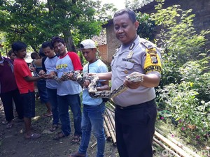 Cegah Serangan Ular, Pemkab Gunungkidul Imbau Warga Jaga Kebersihan