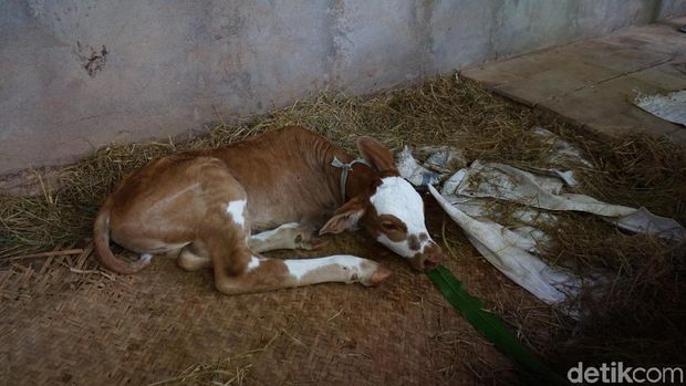 Anak Sapi di Gunungkidul Lahir Hanya Berkaki 2
