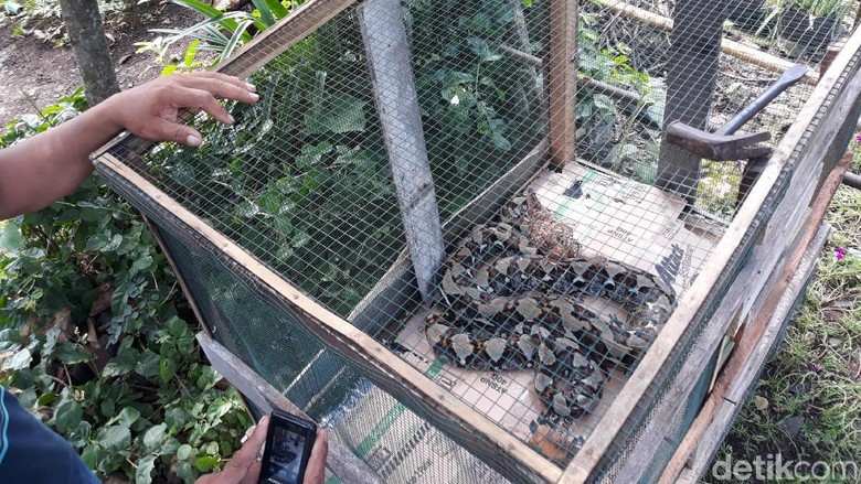 Ibu dan Anak Diserang Piton, Warga Gunungkidul Sweeping Sarang Ular Ibu dan Anak Diserang Piton, Warga Gunungkidul Sweeping Sarang Ular