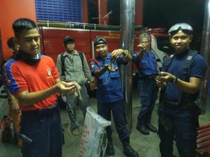 Damkar Evakuasi 7 Ekor Sanca yang Bikin Kaget Warga Jagakarsa