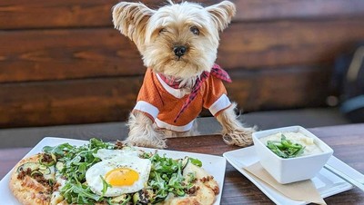 Yuk Kenalan Sama Lennon, Anjing Foodies yang Gemesin Banget!