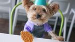 Yuk Kenalan Sama Lennon, Anjing Foodies yang Gemesin Banget!