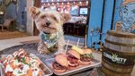 Yuk Kenalan Sama Lennon, Anjing Foodies yang Gemesin Banget!