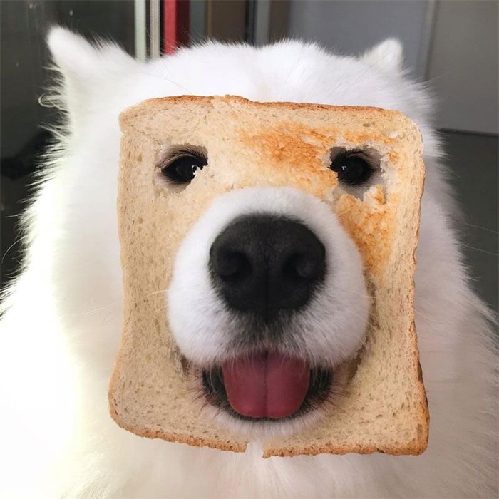 Duh Lucunya Anjing Ini Doyan Ngemil Selada Hingga Kerupuk