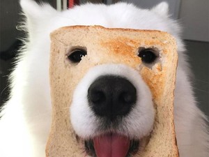 Duh! Lucunya Anjing Ini Doyan Ngemil Selada hingga Kerupuk