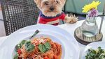 Yuk Kenalan Sama Lennon, Anjing Foodies yang Gemesin Banget!