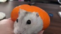 Menggemaskan! Hamster Ini 'Nyempil' Didalam Kulit Jeruk Mandarin