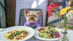 Yuk Kenalan Sama Lennon, Anjing Foodies yang Gemesin Banget!