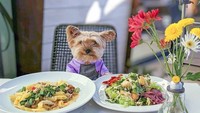 Pose menggemaskan Lennon bisa diintip di Instagram lennon_yorkie yang sudah punya lebih dari 25 ribu followers. Lennon sendiri mendapat julukan Dallas Littlest Foodie. Foto: Instagram lennon_yorkie