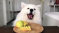 Duh! Lucunya Anjing Ini Doyan Ngemil Selada hingga Kerupuk