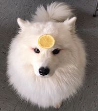 Duh! Lucunya Anjing Ini Doyan Ngemil Selada hingga Kerupuk