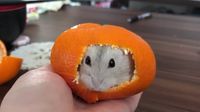 Menggemaskan! Hamster Ini 'Nyempil' Didalam Kulit Jeruk Mandarin