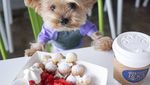 Yuk Kenalan Sama Lennon, Anjing Foodies yang Gemesin Banget!