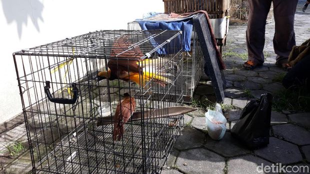 Warga Jepara Ini Jualan Cendrawasih hingga Kanguru Secara Online