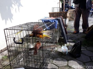 18 Ekor Satwa Langka Sitaan Perdagangan Online Akan Dilepasliarkan