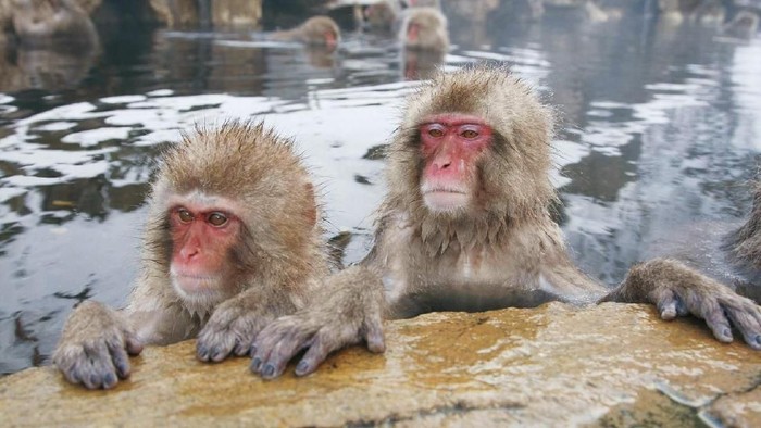 monyet salju di jepang