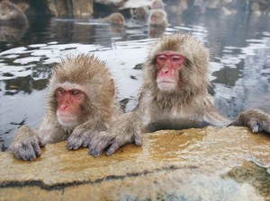 Monyet Gila di Jepang yang Lukai Hampir 50 Orang Ditangkap Lalu Dieksekusi