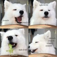 Duh! Lucunya Anjing Ini Doyan Ngemil Selada hingga Kerupuk