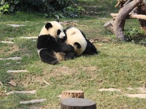 Aih! Gemasnya Lihat Tingkah Bayi Panda di Jepang