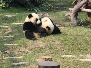 Hai Traveler, Panda-panda Lucu Ini Menunggumu di Macau