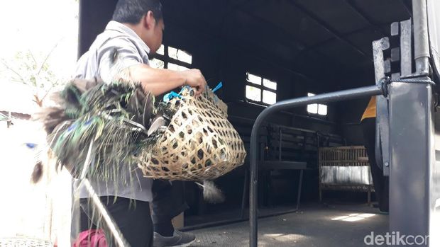 18 Ekor Satwa Langka Sitaan Perdagangan Online Akan Dilepasliarkan